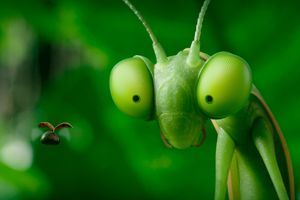 Bande-annonce : aimez les insectes avec "Minuscule 2 - les mandibules du bout du monde"