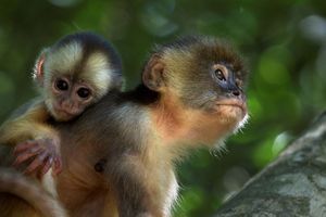 Une ode au combat pour la vie à travers le regard des capucins, les plus intelligents des singes. « Amazonia » sera en salle le 27 novembre.