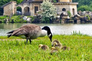 Au cœur de la biodiversité des jardins du château de Versailles