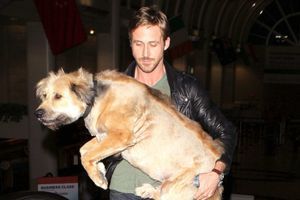 Ryan Gosling et son chien George, à l'aéroport de Los Angeles en juin 2011.