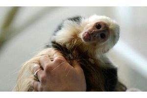 Mally, le singe de compagnie de Justin Bieber, a été confisqué par les douanes de Munich. 