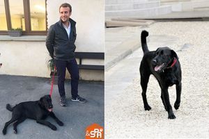 Après avoir vécu « une vie de chien », Nemo, un labrador noir croisé griffon, est devenu l’ambassadeur des animaux abandonnés à l’Elysée. En médaillon, le jour de son adoption par Emmanuel Macron, à la SPA d’Hermeray, dans les Yvelines. 