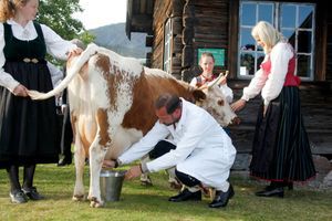 Sous l’œil de Mette-Marit, Haakon trait une vache
