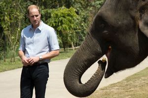 Le prince prend la défense des éléphants