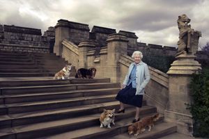 La reine Elizabeth II photographiée en 2016 avec ses quatre chiens au château de Windsor par Annie Leibovitz. Holly est sur la même marche qu'elle.
