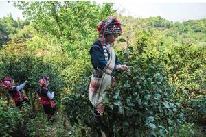 La cueillette des feuilles de la première pousse par les femmes de la minorité Aka sur le terroir de Ganggang.