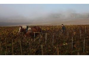  Benoît Lahaye travaille en culture biologique et laboure ses quatre hectares de vignes comme autrefois. Il a fait de Bouzy l’un des plus hauts lieux de la viticulture champenoise. 