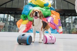 Laïka, un robot interactif qui comprend le chien et éduque aussi le maître.