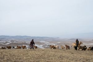 Le territoire de la Mongolie est constitué de hauts plateaux et de chaînes montagneuses. C’est ici que le duo français d’amies tricote en direct le succès de Kujten avec des acteurs locaux. 