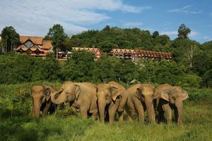 Thaïlande : admirer les éléphants autrement