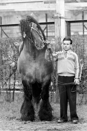 «"Curieux", étalon mulassier, champion du Poitou, pèse 1000 kilos. Il a neuf ans.» - Paris Match n°311, 12 mars 1955