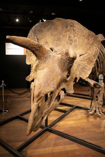 "Big John", le tricératops sera vendu jeudi aux enchères de Drouot à Paris.