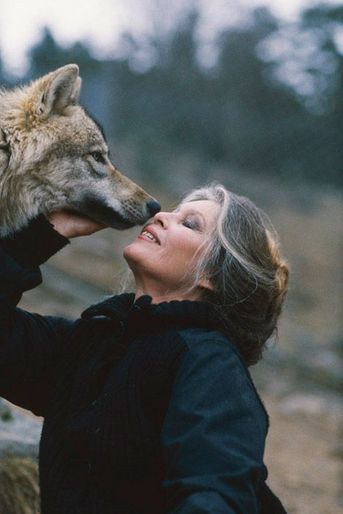 Brigitte BARDOT installe dans le parc animalier de Marvejols, à Sainte-Lucie, en Lozère, 80 loups qui croupissaient dans un zoo de Budapest en Hongrie. Mars 1991.