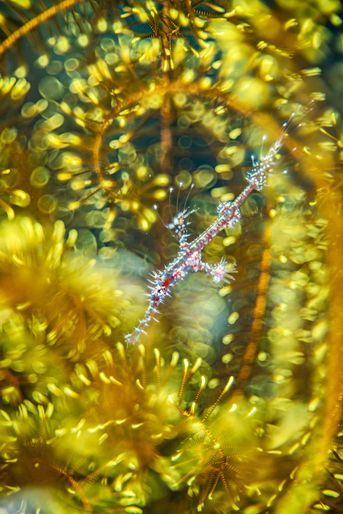 Vainqueur catégorie "Art naturel". Alex Mustard, pour sa photo de Solenostomus paradoxus caché dans un crinoïde.