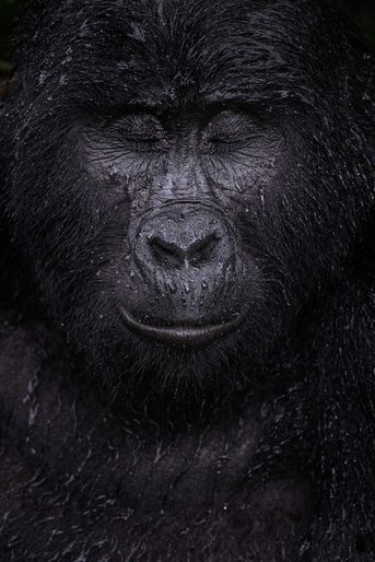 Vainqueur catégorie &quot;Portraits d&#039;animaux&quot;. Majed Ali, pour sa photo d&#039;un gorille des montagnes qui ferme les yeux sous la pluie.