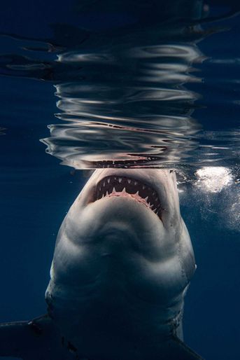 Rencontre entre le photographe Euan Rannachan et le grand requin blanc, en Guadeloupe.