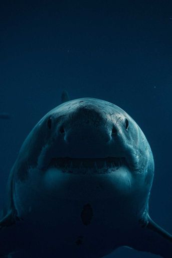 Rencontre entre le photographe Euan Rannachan et le grand requin blanc, en Guadeloupe.