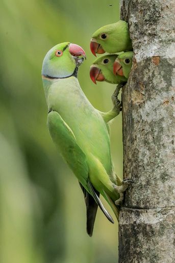 Poussins confinés. Trois poussins de perruches à collier émergent de leur nid lorsque leur père leur apporte de la nourriture. Sri Lanka