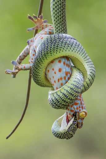 Une fin saisissante. Enserré dans les orbes d&#039;un serpent doré, un gecko tokay mord la tête de son agresseur dans une ultime tentative de défense. Thailande