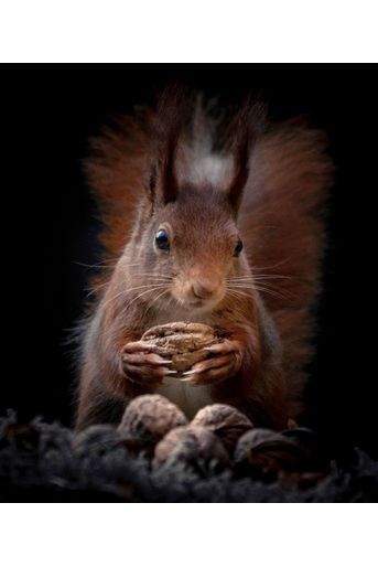 L'écureuil pose avec ses noisettes...