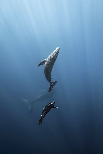Un baleineau joue avec le freediver Romain Dorard, devant l&#039;objectif de Sébastien Pontoizeau, à la Réunion.