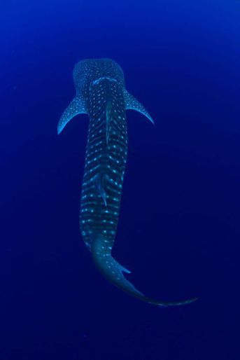 Des plongeurs de Submaldives ont sauvé un requin-baleine pris au piège dans un sac à gravats.