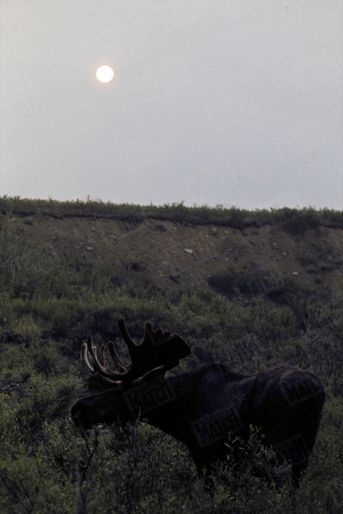 « Le terrible grizzli et le moose géant (photo) peuplent les solitudes hérissées de totems. » - Paris Match n°1063, 20 septembre 1969
