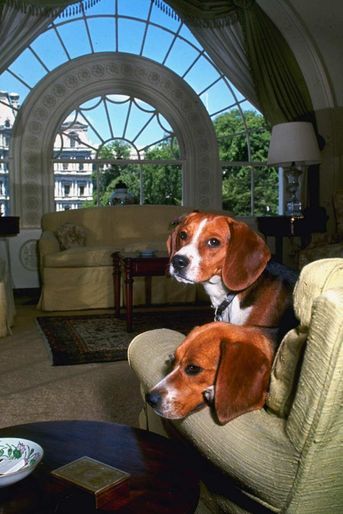 Him et Her, les beagles de Lyndon Johnson, en 1964.