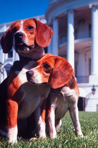Him et Her, les beagles de Lyndon Johnson, en juin 1964.