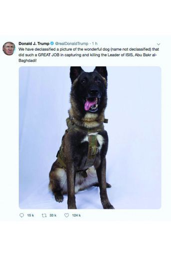 « Super travail », twitte Donald Trump avec la photo déclassifiée du chien qui a participé à la chasse d’Al-Baghdadi.