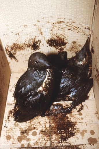 Des oiseaux victimes de la marée noire provoquée par le naufrage du pétrolier Erika, en décembre 1999. 