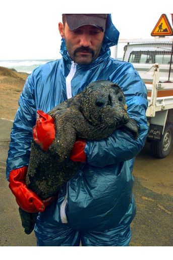 Un phoque, victime de la marée noire provoquée par le naufrage du pétrolier Erika, en décembre 1999. 