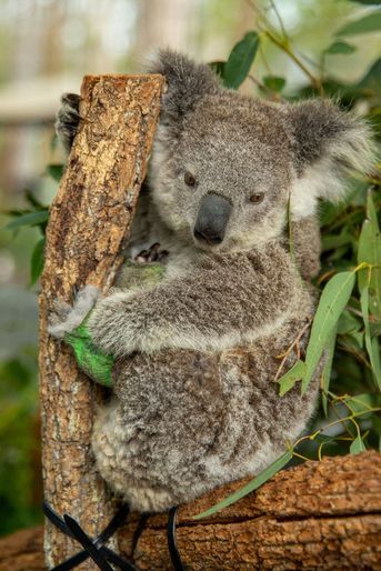 Les koalas en détresse sont pris en charge dans un hôpital spécial à Port Macquarie en Nouvelle-Galles du Sud dans lequel des vétérinaires bénévoles exercent des soins. 