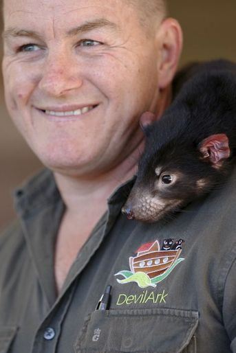 L'Australie réintroduit des diables de Tasmanie dans la nature