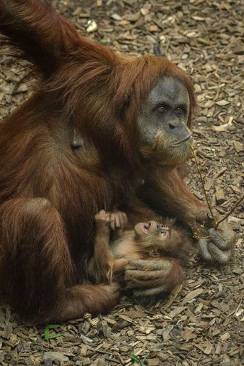 La petite orang-outan porte désormais un prénom: Siska