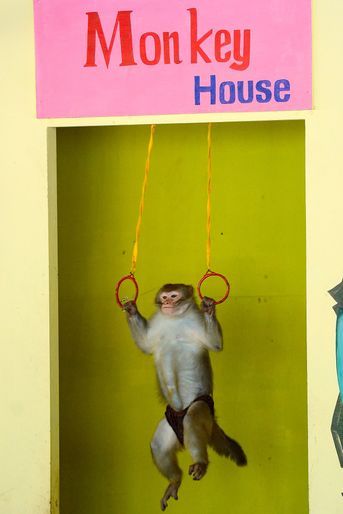 Un macaque qui fait de la gymnastique.