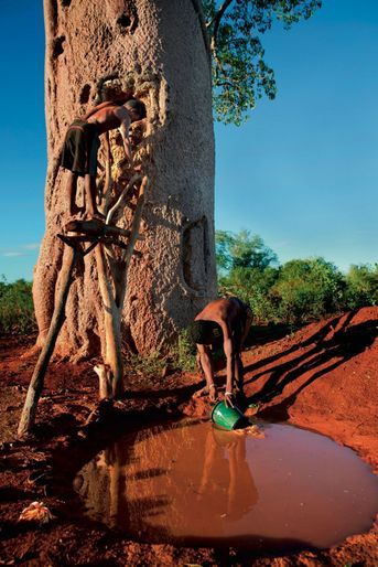 Cette flaque est vidée dans l’un des 300 baobabs-citernes que compte le village d’Ampotaka.