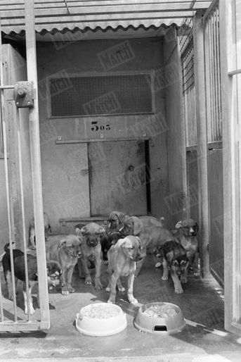 Des chiens en attente d'adoption, au refuge SPA Grammont de Gennevilliers, en juillet 1980.