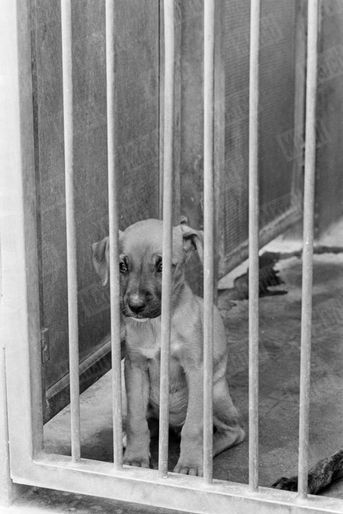 Un chiot à adopter, au refuge SPA Grammont de Gennevilliers, en juillet 1980. 