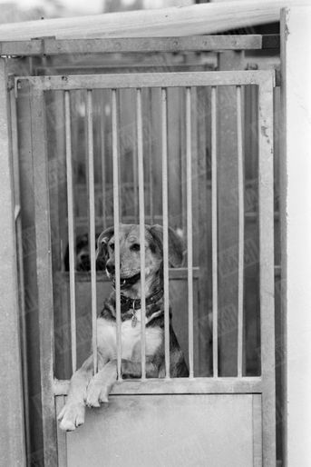Un chien à adopter, au refuge SPA Grammont de Gennevilliers, en juillet 1980. 