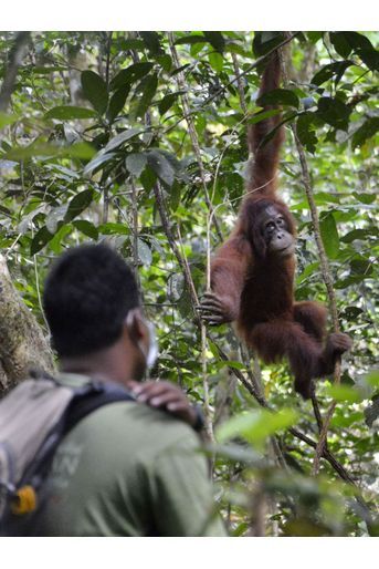Des orangs-outans remis en liberté en Indonésie