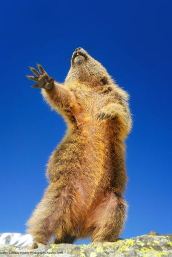 Marmotte dansante.