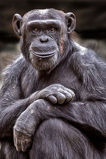 Le chimpanzé souriant prend la pose