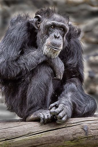 Le chimpanzé souriant prend la pose