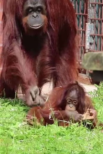 Mali et Tatau, touchant duo mère-fille d&#039;orang-outans, photographiées en juin 2015