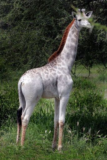 Omo la girafe blanche de Tanzanie