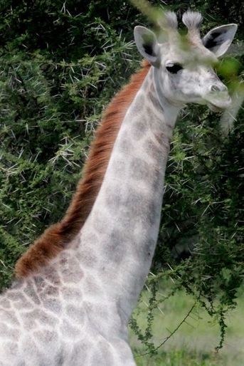 Omo la girafe blanche de Tanzanie