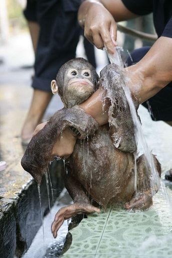 Sauvé, Splish le bébé orang-outan passe à la douche