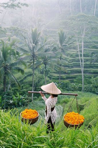Une femme dans les rizières