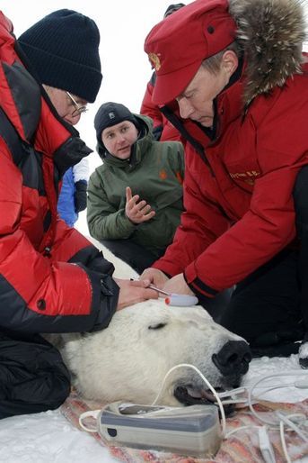 Vladimir Poutine aide à la pose d&#039;un collier GPS sur un tigre au bord de la mer de Barents, en avril 2010